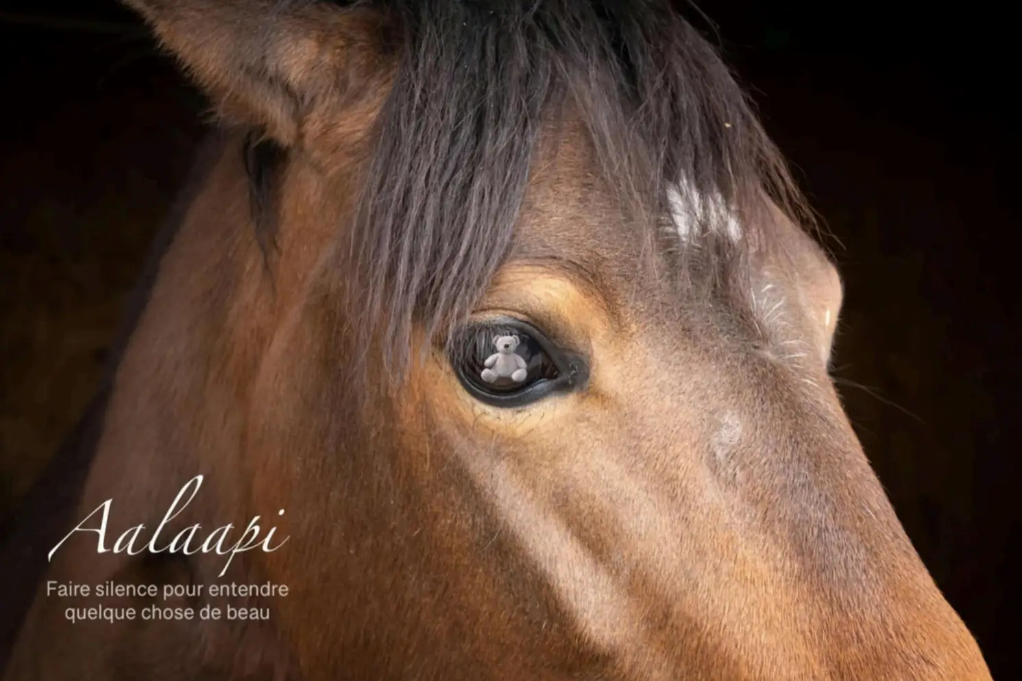 Gros plan sur l’œil d’un cheval